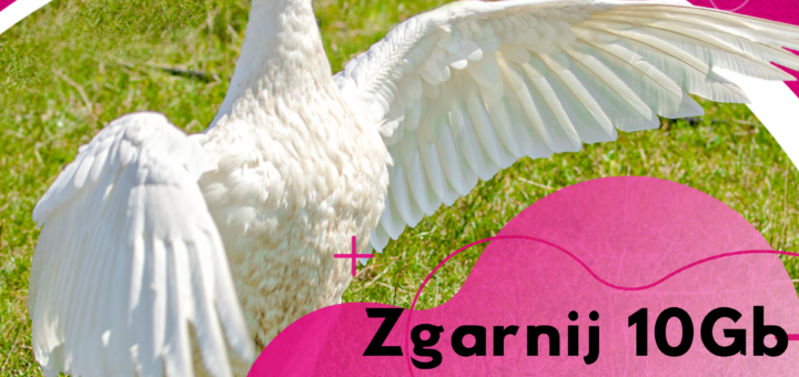 Weź udział we wspólnym konkursie Viva Mobile i bloga o psach - Prozwierz - zgarnij dodatkowe 10Gb do swojego abonamentu w sieci Viva Mobile!